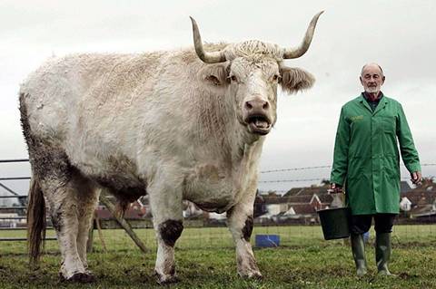 Largest Bull In The World