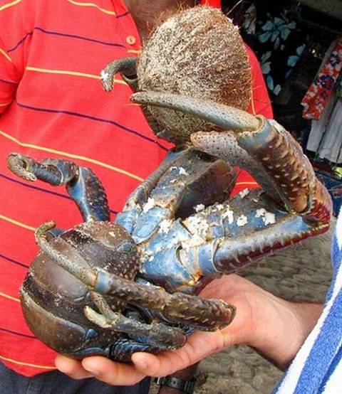 Giant Crab 