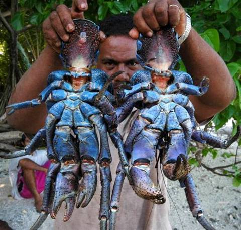 Giant Crab 