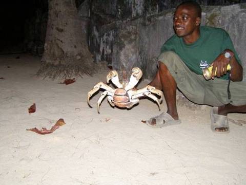 Giant Crab 