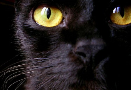 Cats Beautiful Eyes