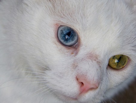 Cats Beautiful Eyes