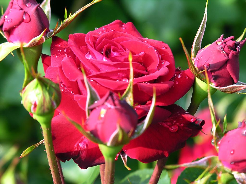 Beautiful Rose 