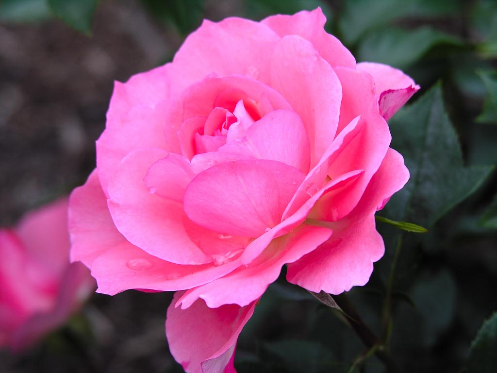 Beautiful Rose 