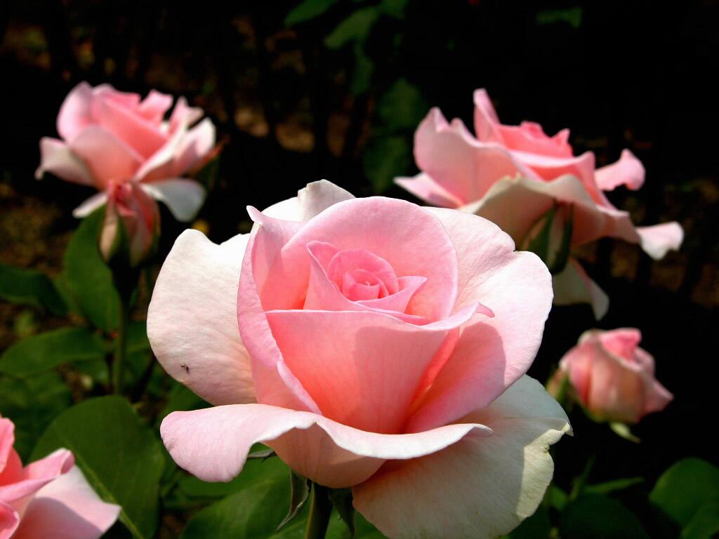 Beautiful Rose 