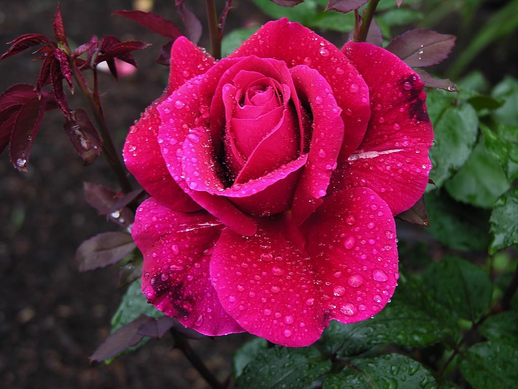 Beautiful Rose 