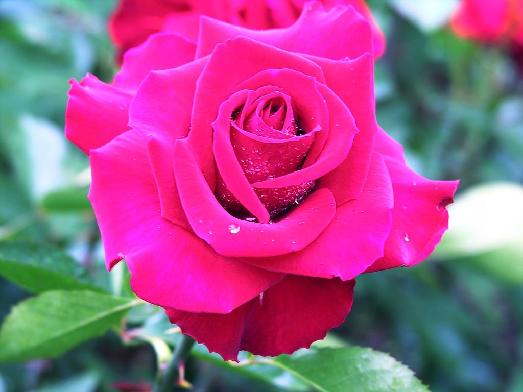 Beautiful Rose 