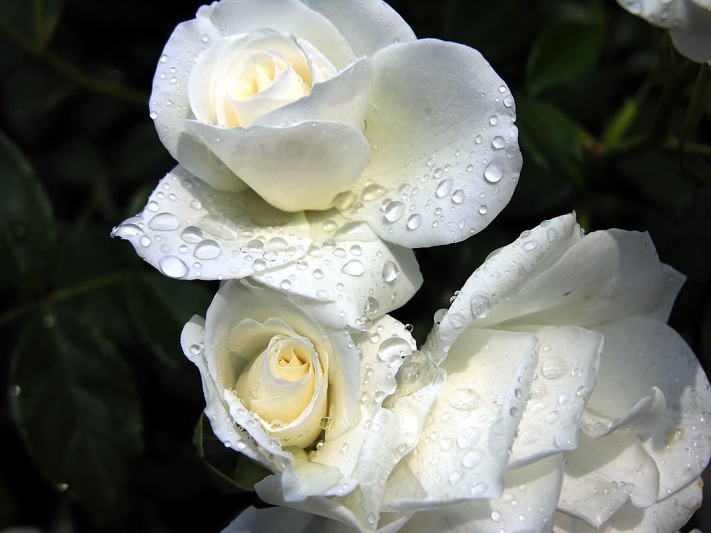 Beautiful Rose 