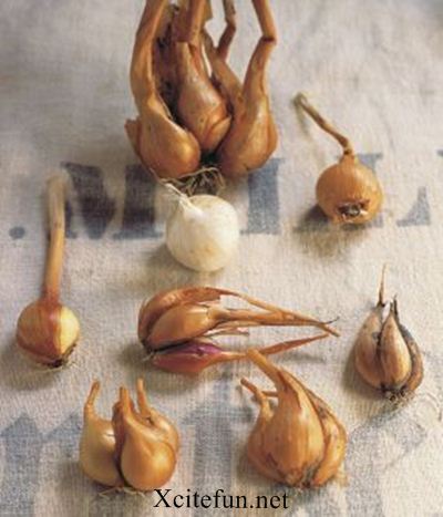 251662,xcitefun-shallot-onion.jpg