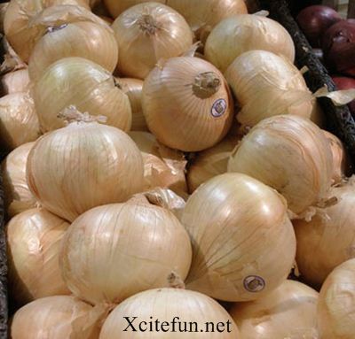 251673,xcitefun-vidalia-onion.jpg