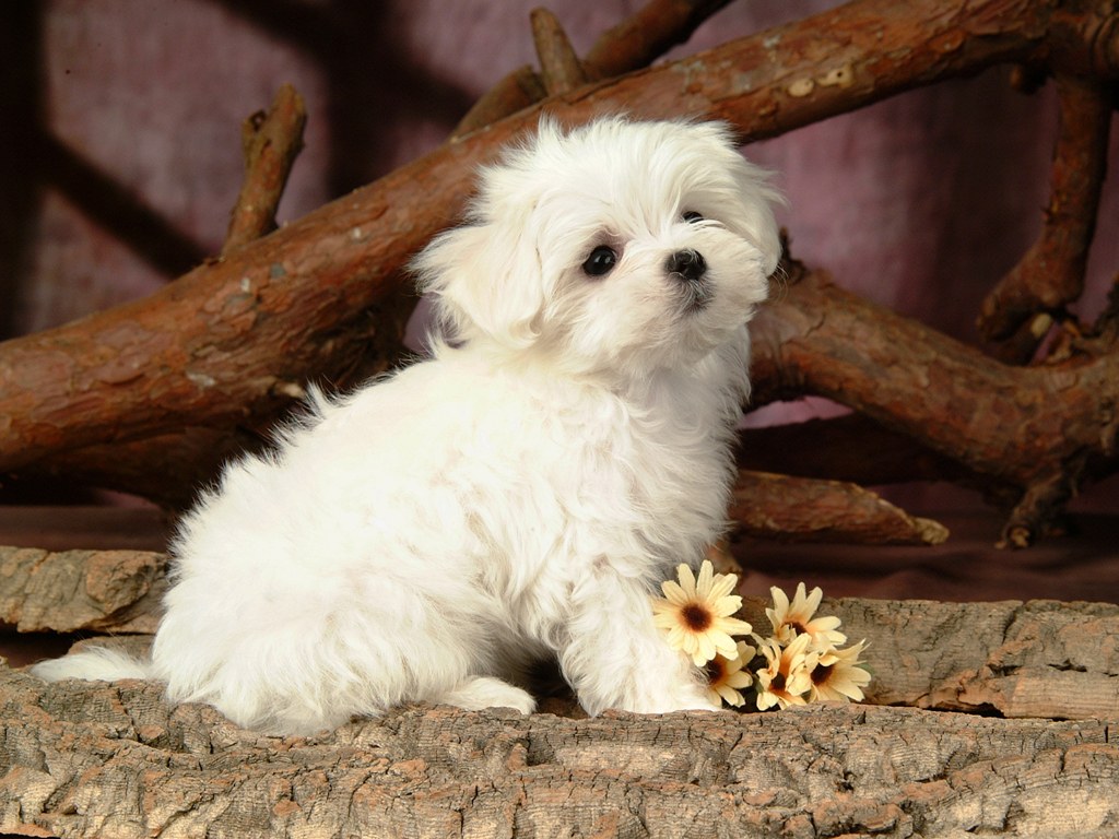 White Fluffy Puppy,.... - XciteFun.net
