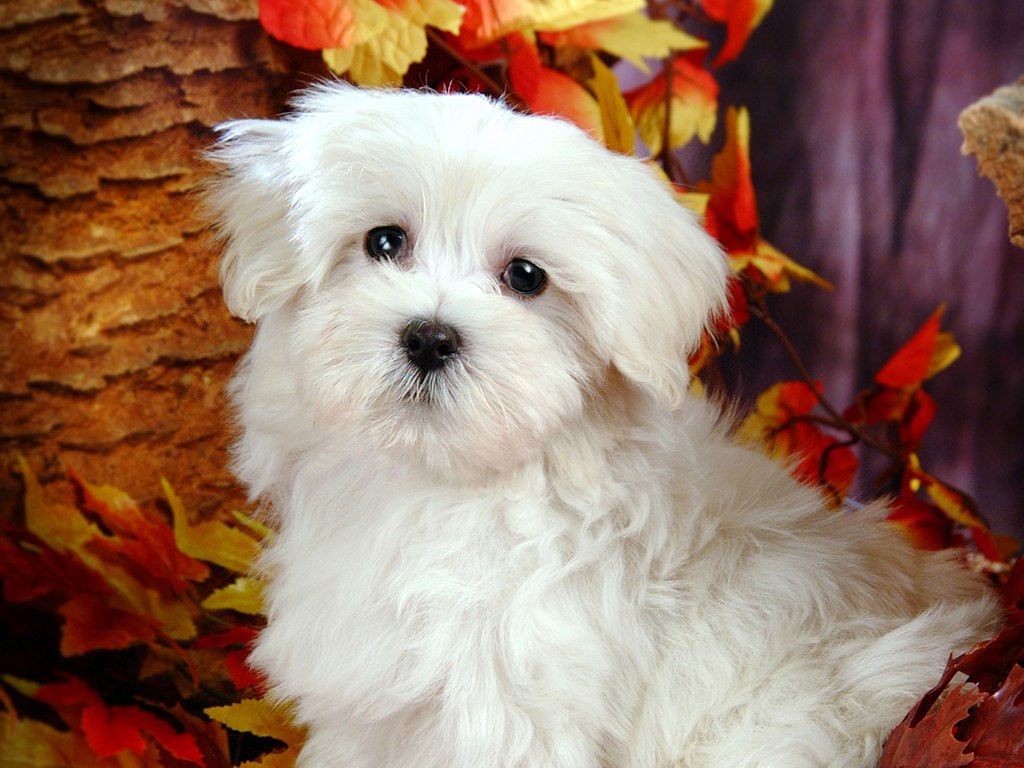 White Fluffy Puppy,.... - XciteFun.net