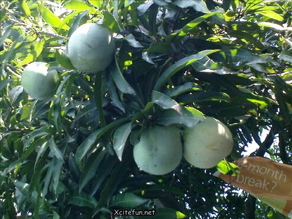 Type Of Mangoes