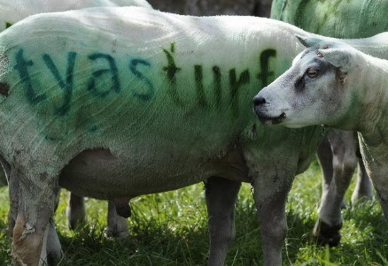 Branding Sheep