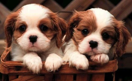 Beautiful Puppies in the worldII