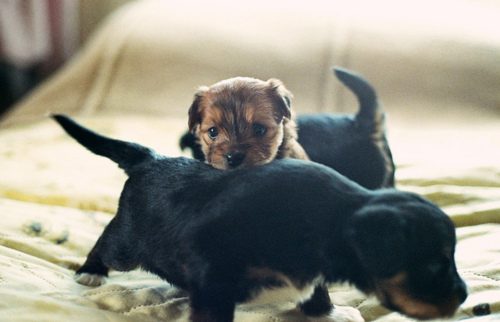 Beautiful Puppies in the worldII