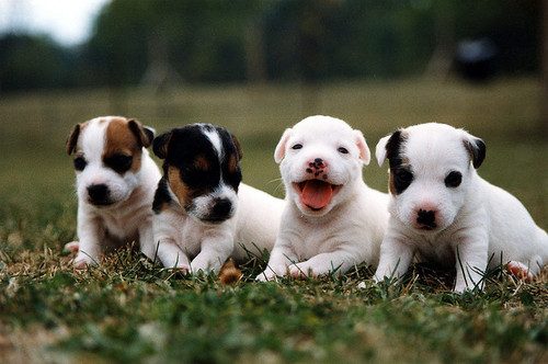 Beautiful Puppies in the worldII