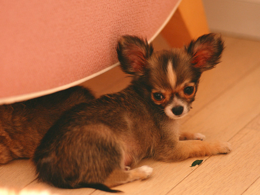 Chihuahua dog pictures  Cute pet dog