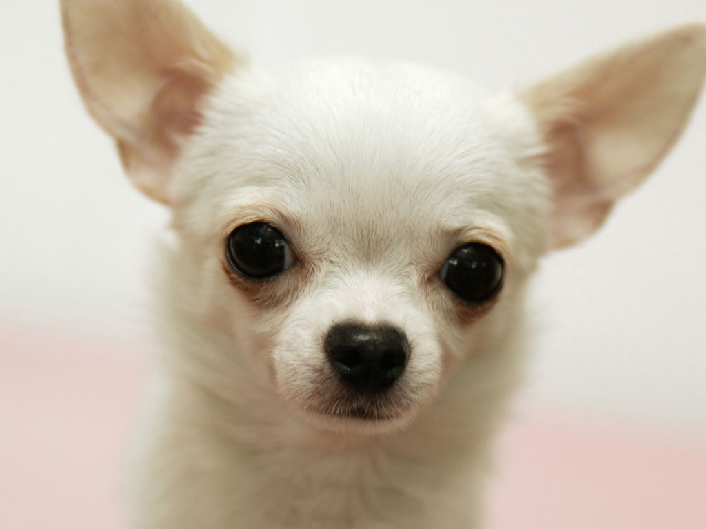 Chihuahua dog pictures  Cute pet dog : Cute Babies