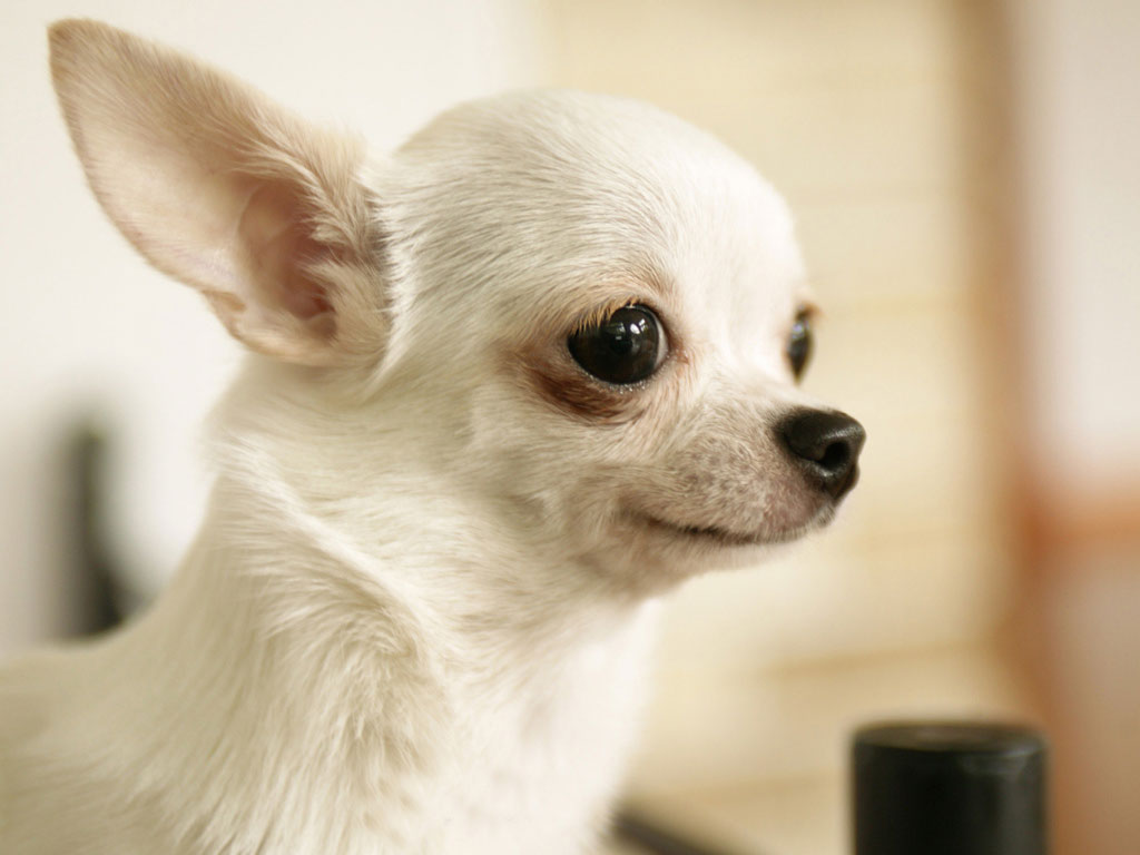Chihuahua dog pictures - Cute pet dog... - wallpapers Gallery