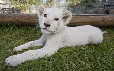 Área de felinos 256209,xcitefun-whitelion-0508