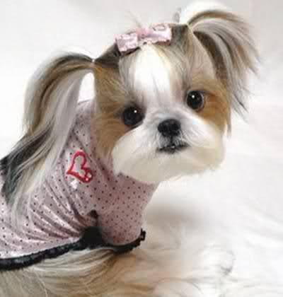 Beautiful Hair Styles Of Puppies