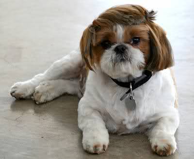 Beautiful Hair Styles Of Puppies