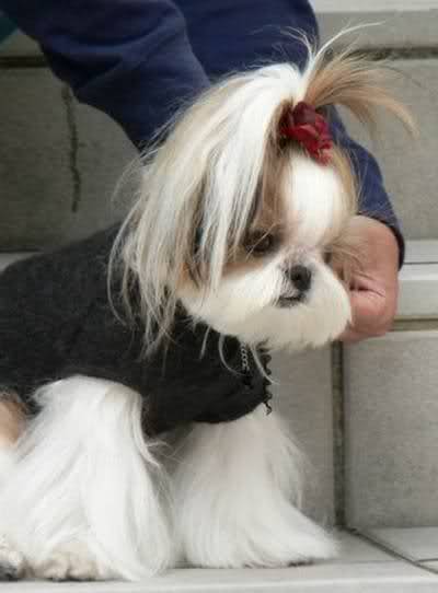 Beautiful Hair Styles Of Puppies