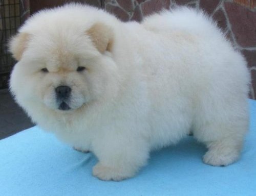 Top 10 Most Expensive Dog Breeds in World