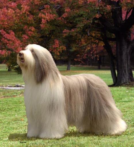 Top 10 Most Expensive Dog Breeds in World