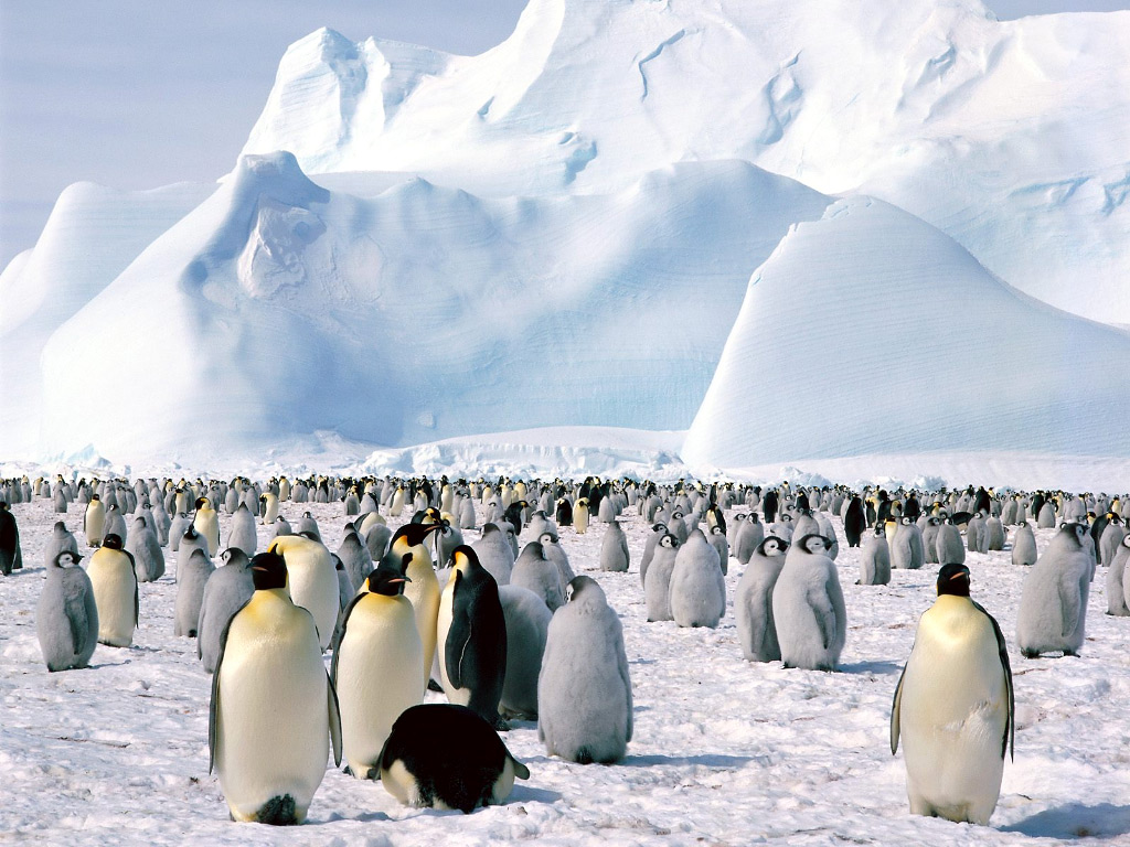261226xcitefun antarctica - Penguins Colony in Georgia