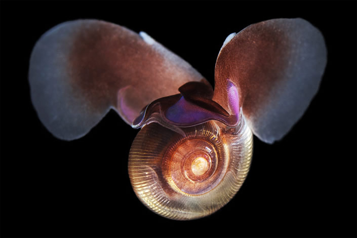 Glowing Underwater Creatures  Natural Underwater Photograph