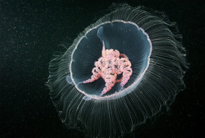 Glowing Underwater Creatures  Natural Underwater Photograph