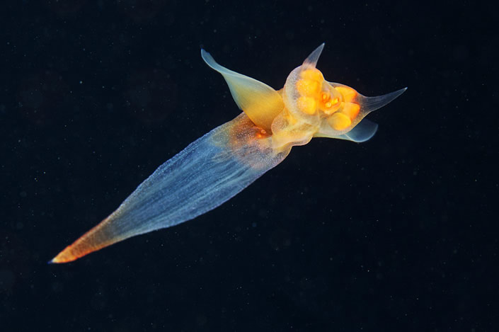 Glowing Underwater Creatures  Natural Underwater Photograph