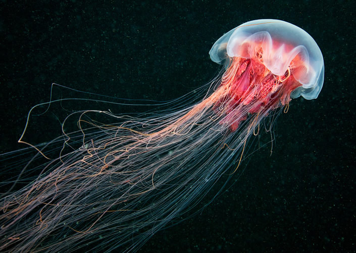 Glowing Underwater Creatures  Natural Underwater Photograph