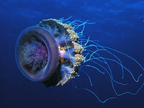 Glowing Underwater Creatures  Natural Underwater Photograph