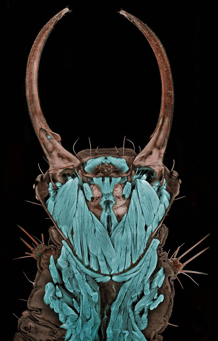 Macro Insect Images  Strange Photography