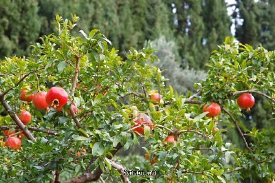 Pomegranate Anar Health Benefits