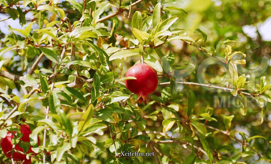 Pomegranate Anar Health Benefits