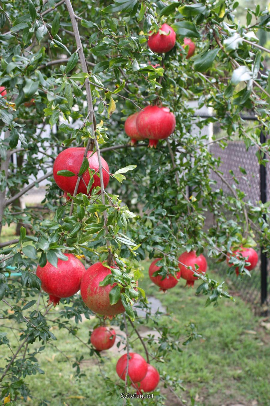 Pomegranate Anar Health Benefits