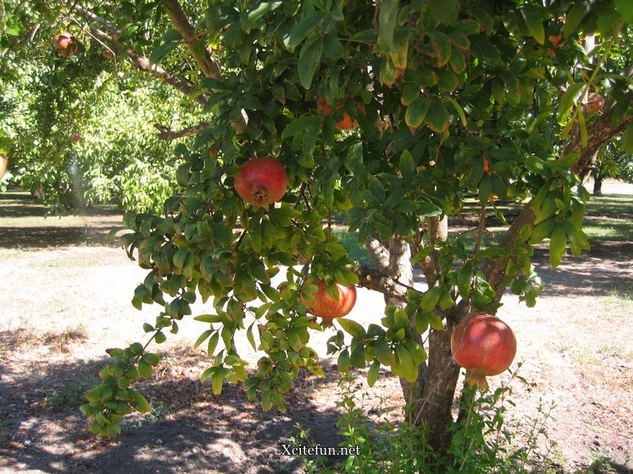 Pomegranate Anar Health Benefits