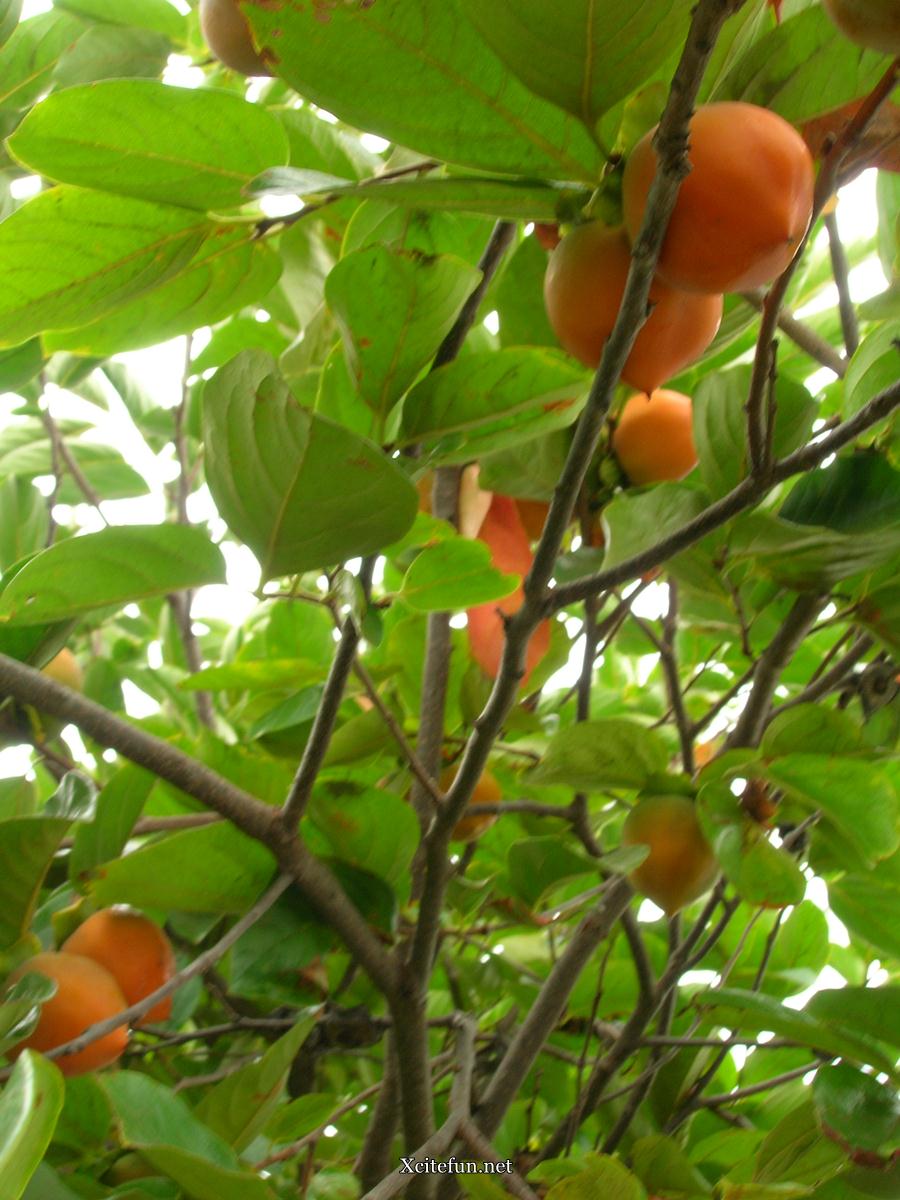 Persimmon Health Benefits  and Usage