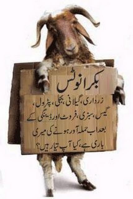 Bakra of The Day