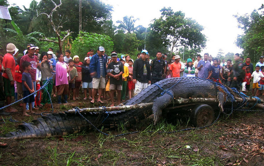 269764,xcitefun-biggest-crocodile.jpg