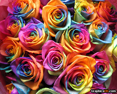 rainbow roses wallpaper