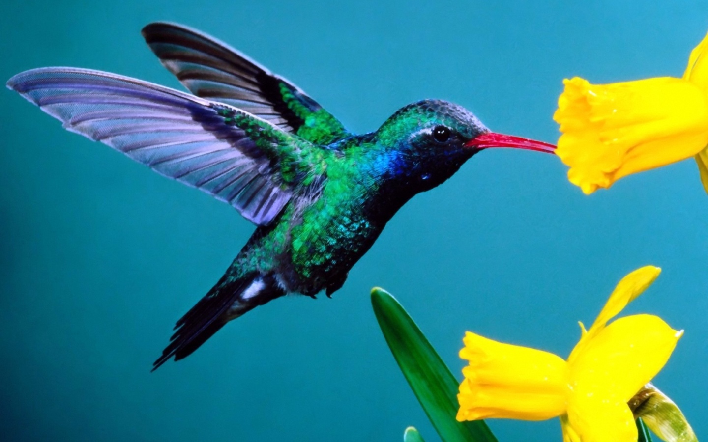 Hummingbirds - XciteFun.net