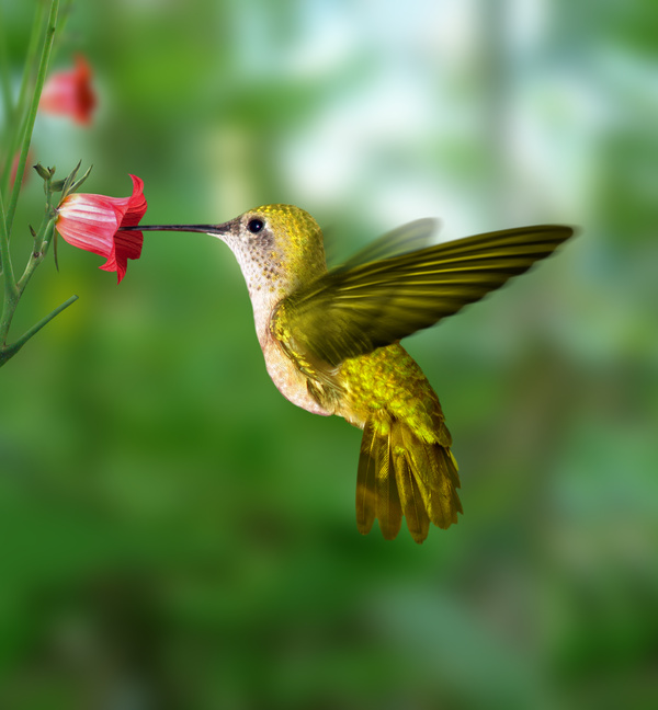 Hummingbirds - XciteFun.net