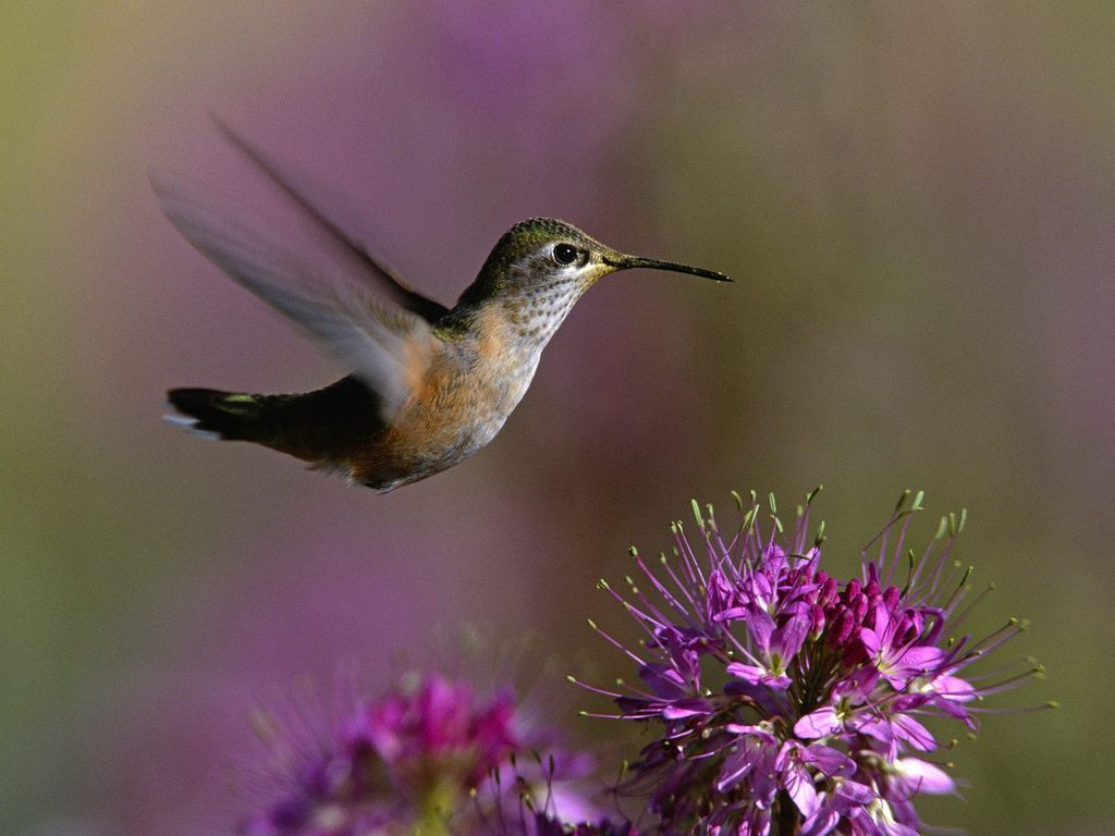 hummingbird wallpaper desktop: Hummingbirds