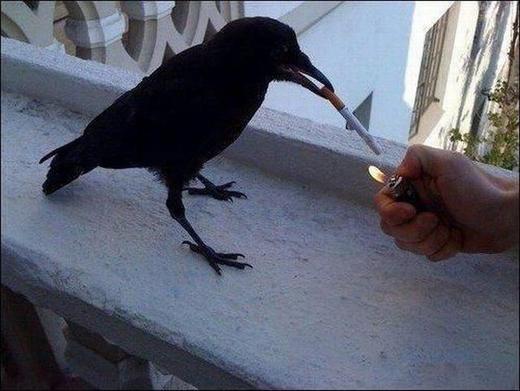 Crow Smoking
