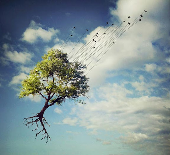 DreamLike Photo Manipulations